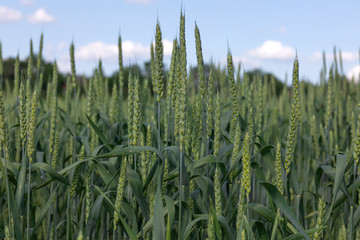 Green wheat plants closeup on the field in summer. Selective focus.
