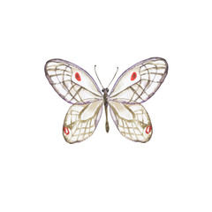 Pastel grey butterfly isolated on white background. Hand drawn watercolor illustration.