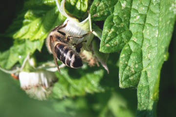 Bee  is collecting a pollen from a flower head of raspberry tree.