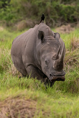 Naklejka premium White rhinoceros (Ceratotherium simum) with calf in natural habitat, South Africa