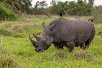 Obraz premium White rhinoceros (Ceratotherium simum) with calf in natural habitat, South Africa