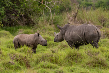 Fototapeta premium White rhinoceros (Ceratotherium simum) with calf in natural habitat, South Africa