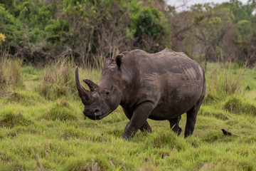 Obraz premium White rhinoceros (Ceratotherium simum) with calf in natural habitat, South Africa