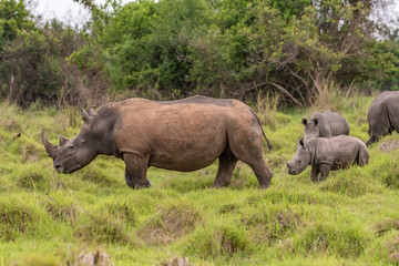 Fototapeta premium White rhinoceros (Ceratotherium simum) with calf in natural habitat, South Africa