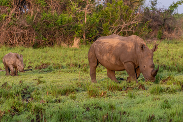 Naklejka premium White rhinoceros (Ceratotherium simum) with calf in natural habitat, South Africa