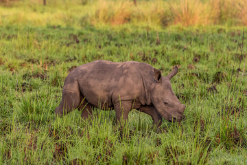 White rhinoceros (Ceratotherium simum) with calf in natural habitat, South Africa