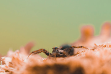 Macro photo of a spider close-up on a piece of wood