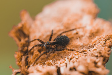 Macro photo of a spider close-up on a piece of wood