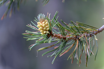 pine branch with cones