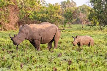 Obraz premium White rhinoceros (Ceratotherium simum) with calf in natural habitat, South Africa