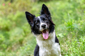 Fototapeta premium Cute black and white Border Collie puppy In the mountain on Andorra.
