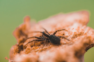 Macro photo of a spider close-up on a piece of wood