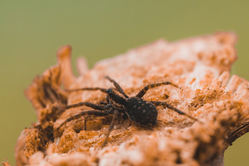 Macro photo of a spider close-up on a piece of wood