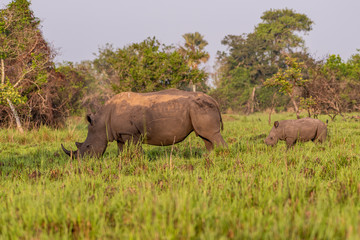 Naklejka premium White rhinoceros (Ceratotherium simum) with calf in natural habitat, South Africa