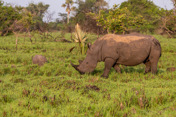 Obraz premium White rhinoceros (Ceratotherium simum) with calf in natural habitat, South Africa