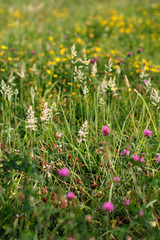 Spring vegetation in a park