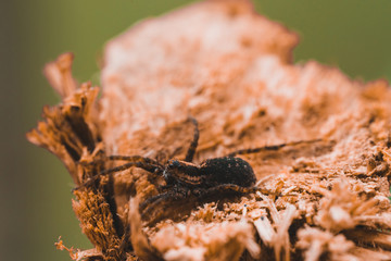 Macro photo of a spider close-up on a piece of wood