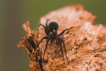 Macro photo of a spider close-up on a piece of wood