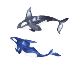 Set of blue and grey dolphins isolated on white background. Hand drawn watercolor illustration.