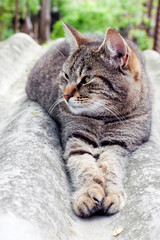 Tabby cat lying on a slate roof and resting