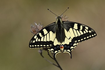 Fennel swallowtail