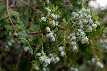 Spring vegetation in a park