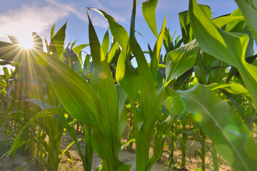 close on leaf od maize growing in a field under sunshine