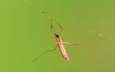 Macro photo of a fly entangled in a web