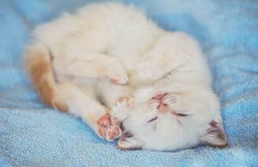 Happy cute little kitten sleeping on a soft blue blanket