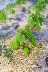 Mulching of young pepper in the garden