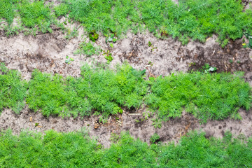 Rows of young dill in the garden