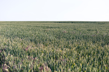 Green wheat on the field. Plant, nature, rye.