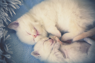 Little kitten sleeping with newborn kitten on a blanket in the shape of a heart