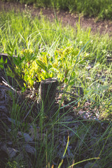 Stump with new shoots. Young branches, thirst for life.