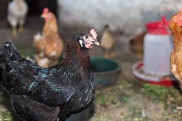 Chickens on the farm. Toned, style, color photo