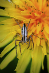 spider on flower