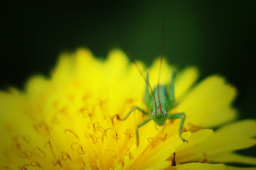 grasshopper on a yellow flower