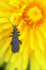 beetle on flower