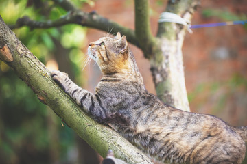 Cute cat sitting in a branch of the apple tree in the orchard