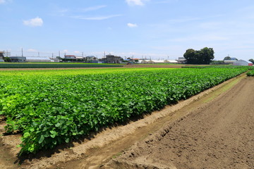 Fototapeta na wymiar 初夏の郊外の枝豆畑風景