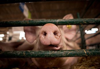 A close-up to the nose of a pig in a pigsty.