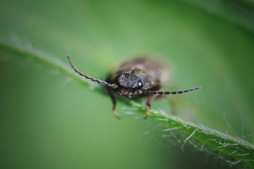 beetle on a leaf