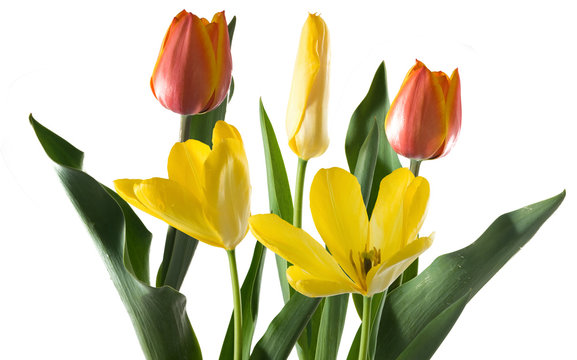 isolated image of tulips close up