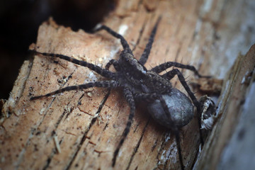 spider on a black background