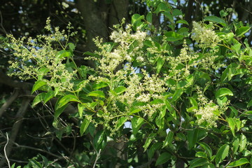 トウネズミモチの花
