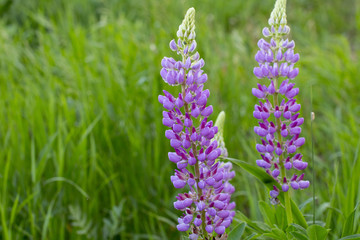 Colorful lupins on the field. Bouquet of flowers on the background of nature.