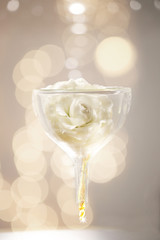 a white rose in the glass funnel