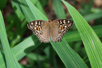 The Lemon Pansy (Junonia lemonias) butterfly with the pattern similar to the eyes on the wings,  Insect on leaf with natural green background , Thailand 