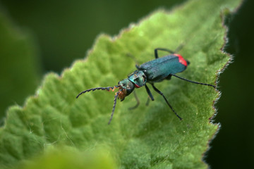 beetle on a leaf