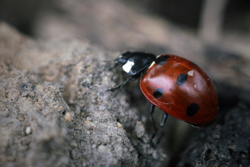 ladybug